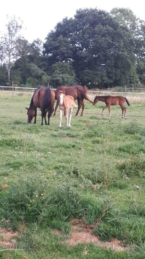 Gite Du Haras De Vales Moult Exterior foto